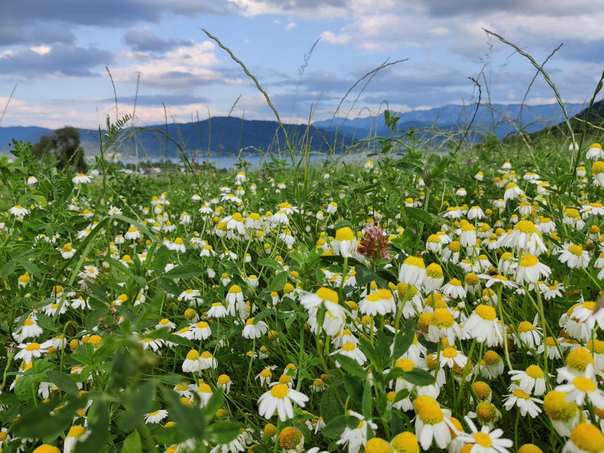 Pension Holzapfel Sankt Georgen im Attergau Exteriör bild