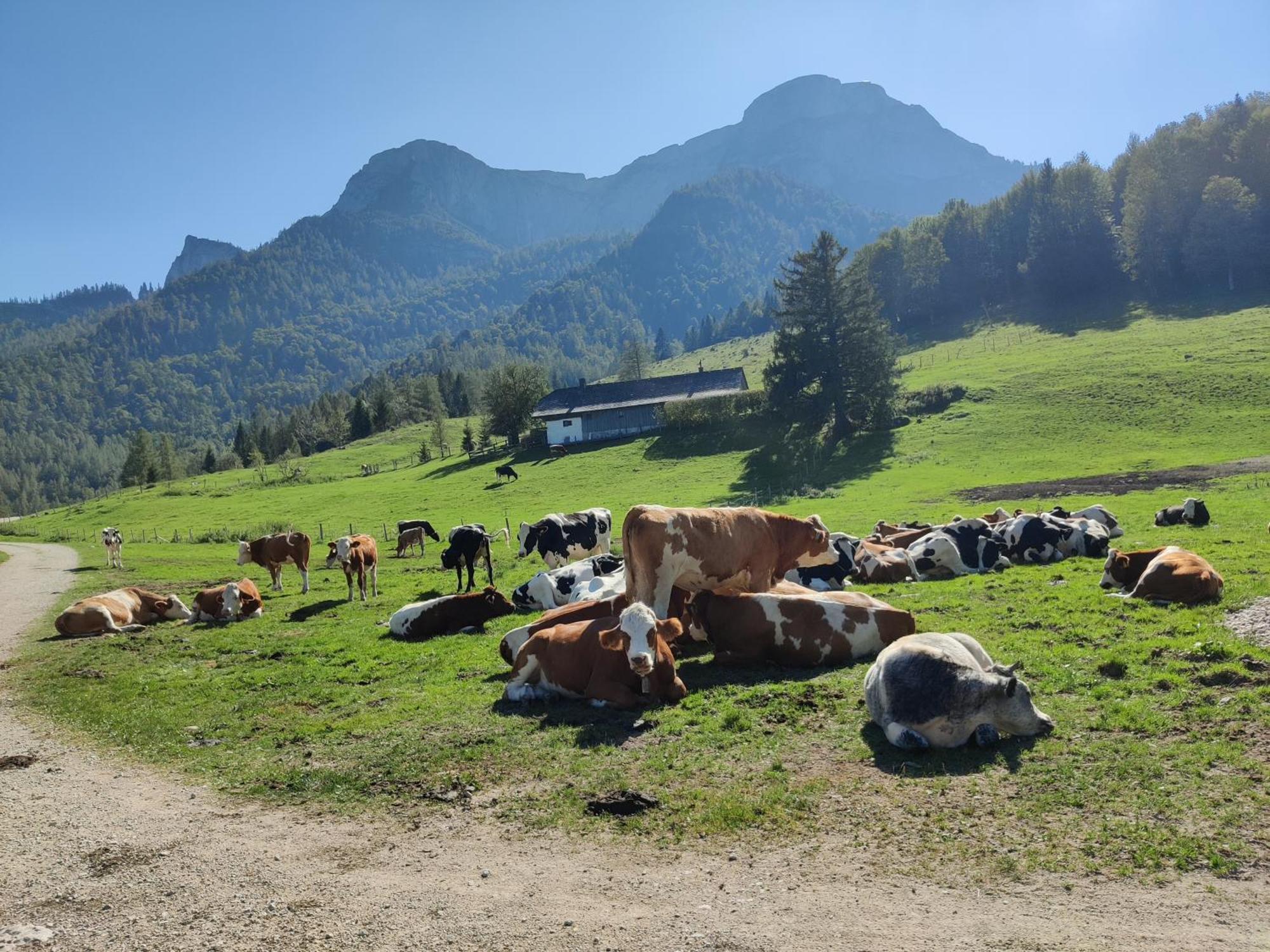 Pension Holzapfel Sankt Georgen im Attergau Exteriör bild