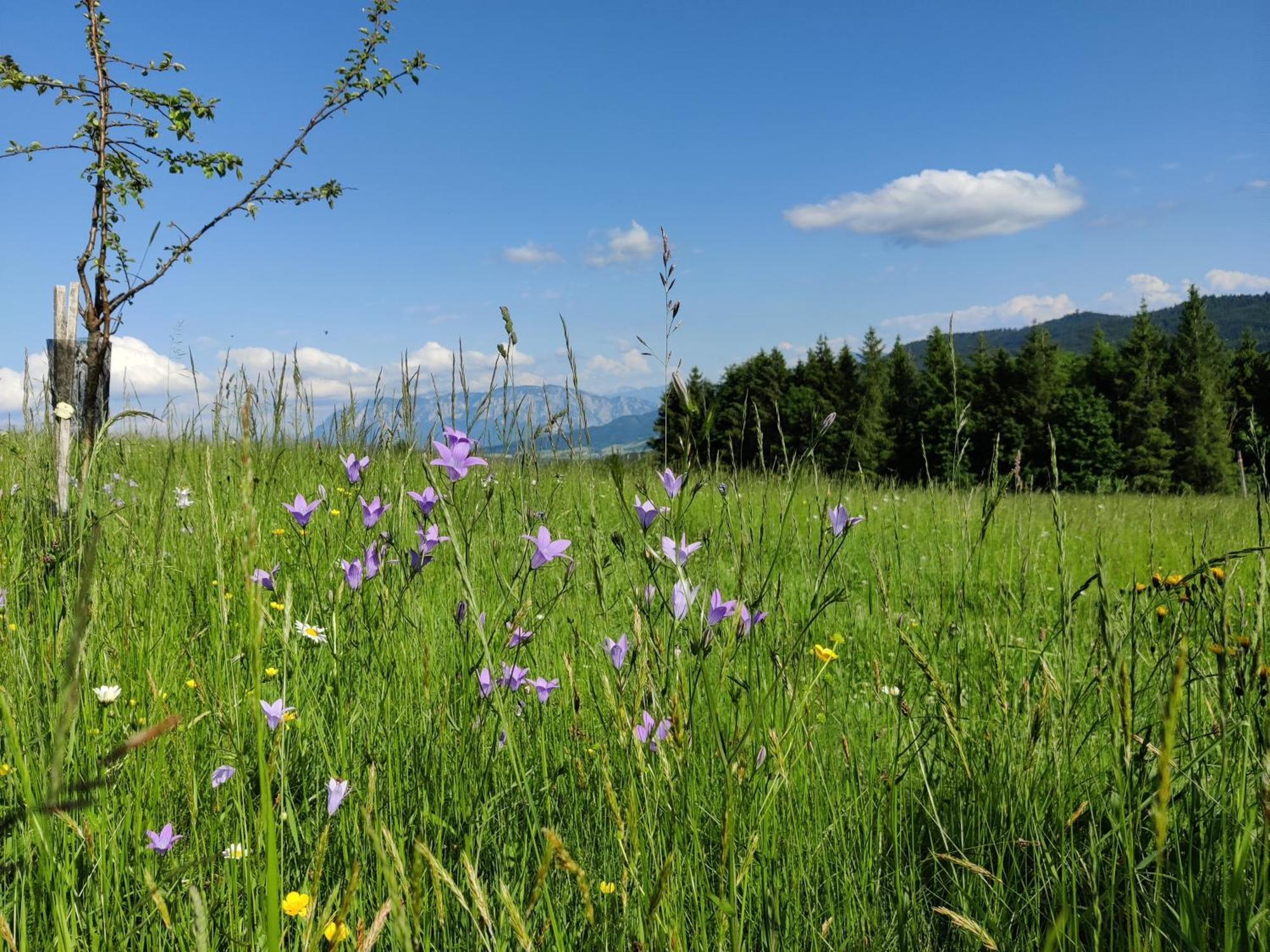 Pension Holzapfel Sankt Georgen im Attergau Exteriör bild